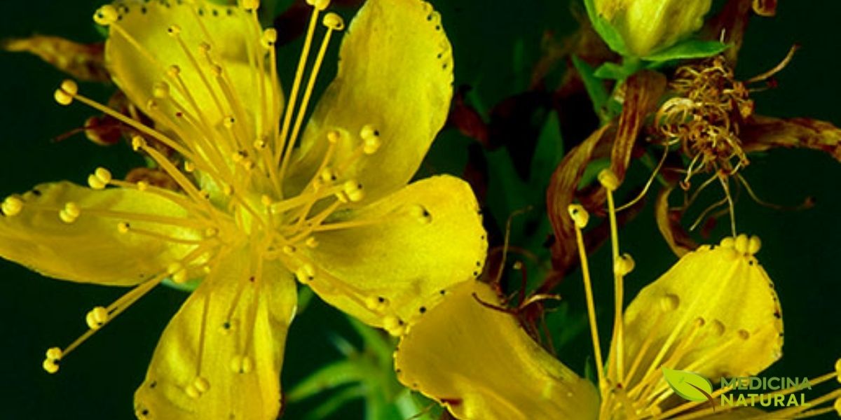 Detalhe botânico das flores de hipérico (Hypericum perforatum) revelando os numerosos estames dourados e as glândulas secretoras. A eficácia antidepressiva do hipérico é comparável à de antidepressivos sintéticos como fluoxetina, mas com menos efeitos colaterais. Pesquisas indicam que o hipérico não apenas melhora o humor, mas também reduz ativamente o desejo por álcool, sendo uma ferramenta dupla no tratamento do alcoolismo.