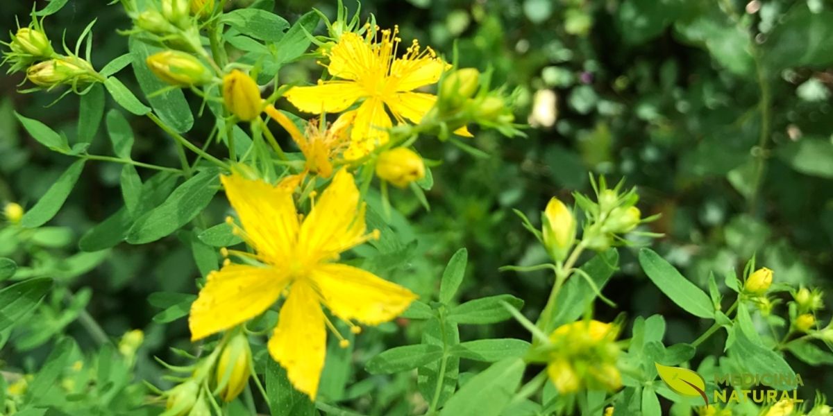 Planta de hipérico (Hypericum perforatum) em plena floração, mostrando múltiplos capítulos florais amarelos. Utilizado medicinalmente desde a Grécia Antiga, o hipérico é aprovado na Alemanha para tratamento de depressão leve a moderada. No contexto do alcoolismo, é particularmente eficaz porque a depressão está presente em até 80% dos casos, criando um ciclo vicioso onde o álcool é usado para automedicar sintomas depressivos.