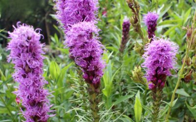 Hyssopus officinalis – HISSOPO