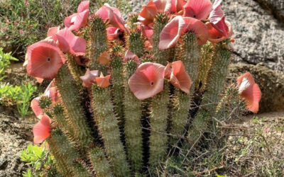 Hoodia gordonii: saiba para que serve