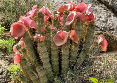 Hoodia gordonii