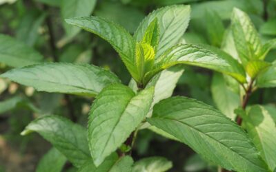 Hortelã-pimenta: saiba para que serve