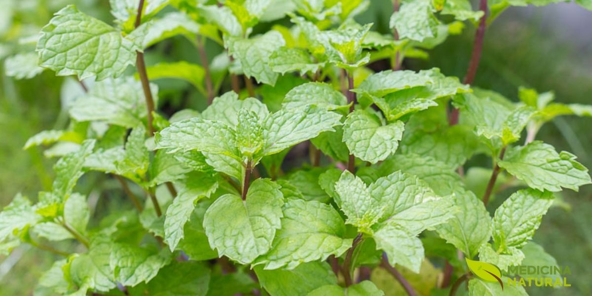 Folhas frescas de hortelã-pimenta (Mentha piperita), conhecidas por suas propriedades estimulantes da circulação sanguínea. O óleo essencial de hortelã-pimenta demonstrou promover o crescimento capilar através do aumento do fluxo sanguíneo no couro cabeludo e da indução da fase anágena (crescimento) dos folículos capilares, sendo uma excelente adição a tratamentos tópicos naturais.