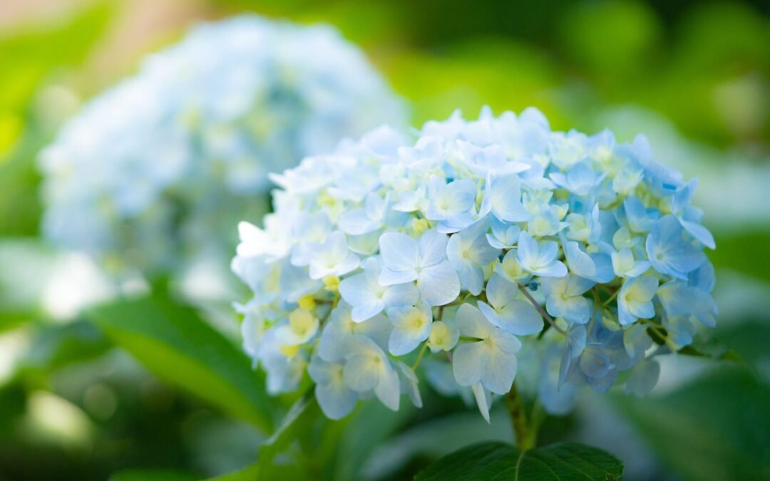 Hortênsia: saiba para que serve a planta