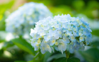 Hydrangea macrophylla – HORTÊNSIA