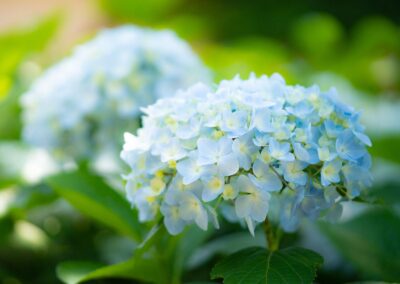 Hortênsia - Hydrangea macrophylla
