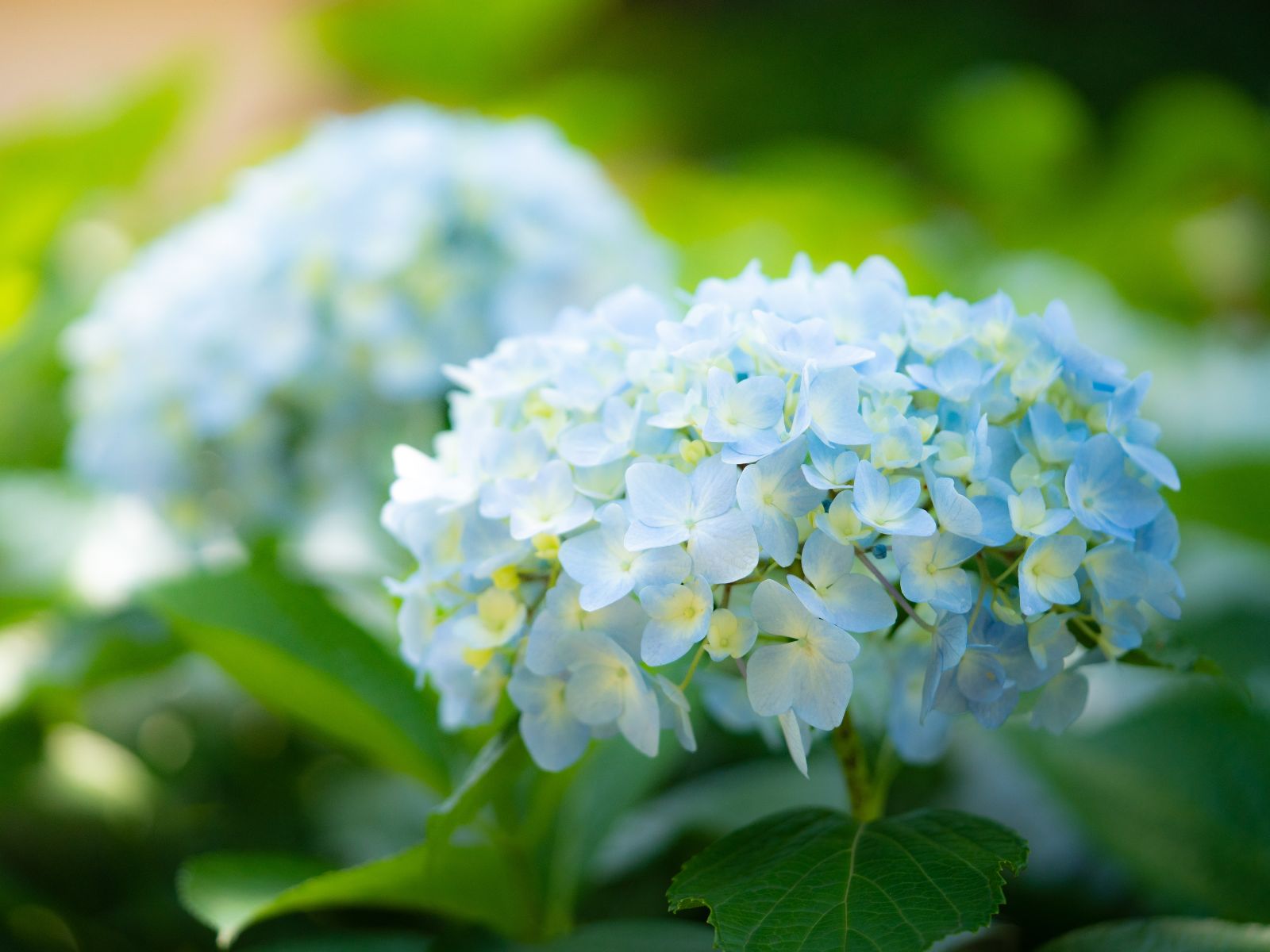 Hortênsia - Hydrangea macrophylla