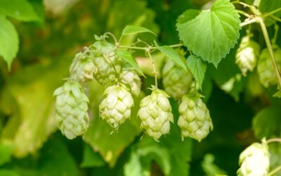 Humulus lupulus (LÚPULO)