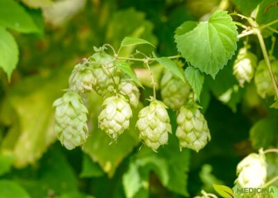 Lúpulo - Humulus lupulus