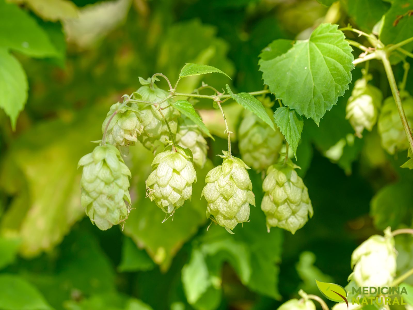 Lúpulo - Humulus lupulus