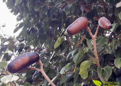 Hymenaea courbaril - JATOBÁ