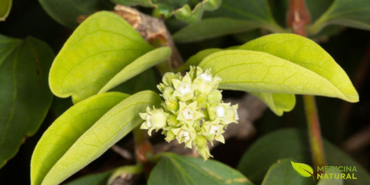 As flores brancas e perfumadas da Strychnos ignatii, um detalhe botânico que enriquece nosso conhecimento sobre esta planta medicinal. A delicadeza das flores contrasta com a força de sua ação terapêutica.