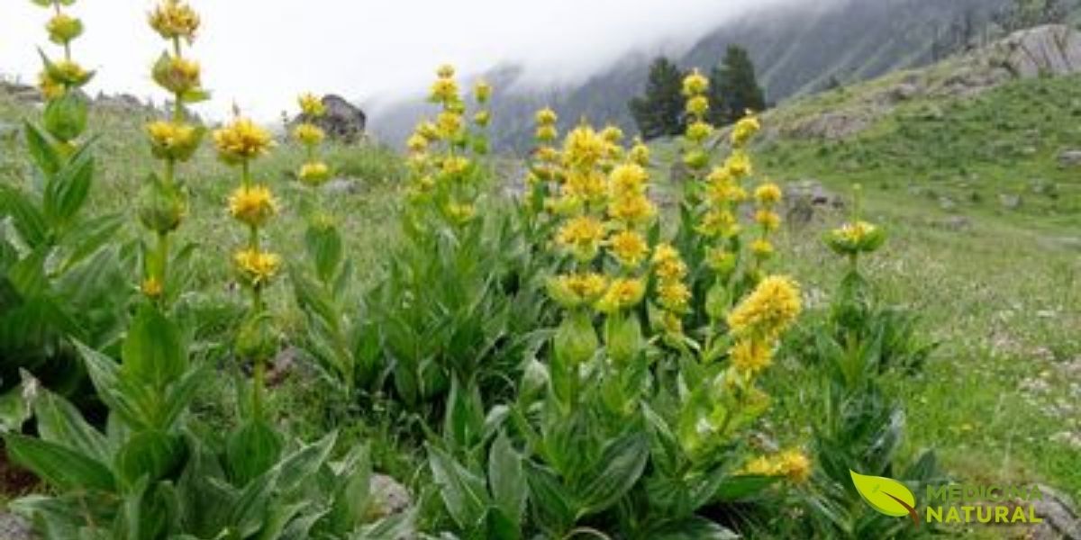 As flores delicadas da Strychnos ignatii, que precedem os frutos portadores das sementes medicinais. A beleza da flor contrasta com a intensidade do remédio, que atua em emoções profundas como o luto e a ansiedade.