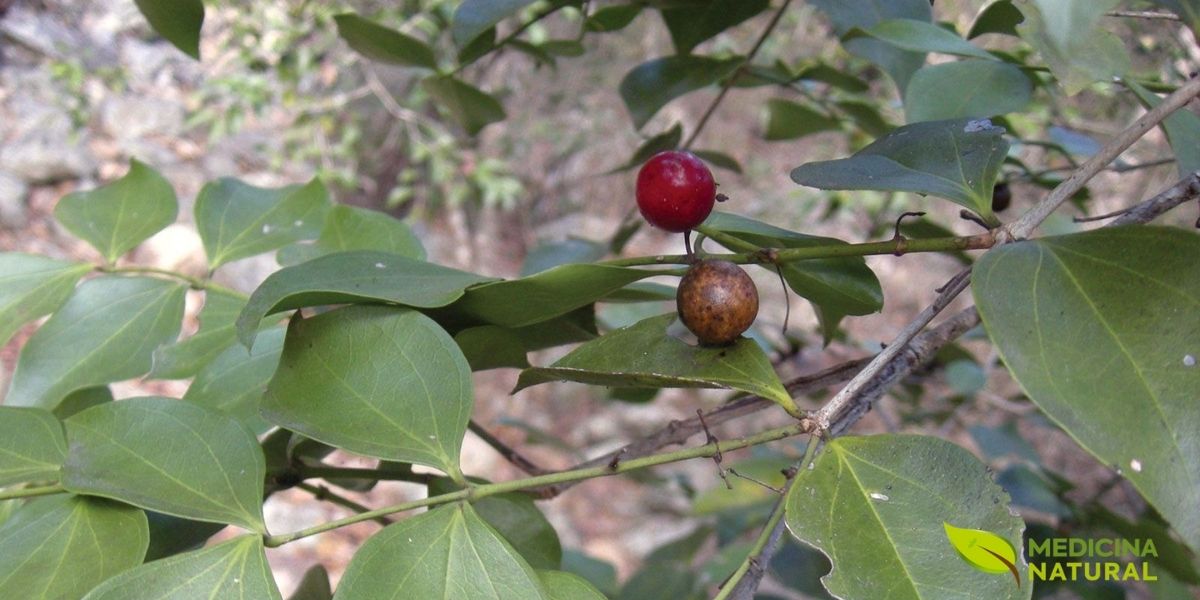 Frutos maduros da Strychnos ignatii, revelando a textura e a cor que indicam o ponto ideal para a colheita das sementes. A qualidade da matéria-prima é fundamental para a potência do remédio.
