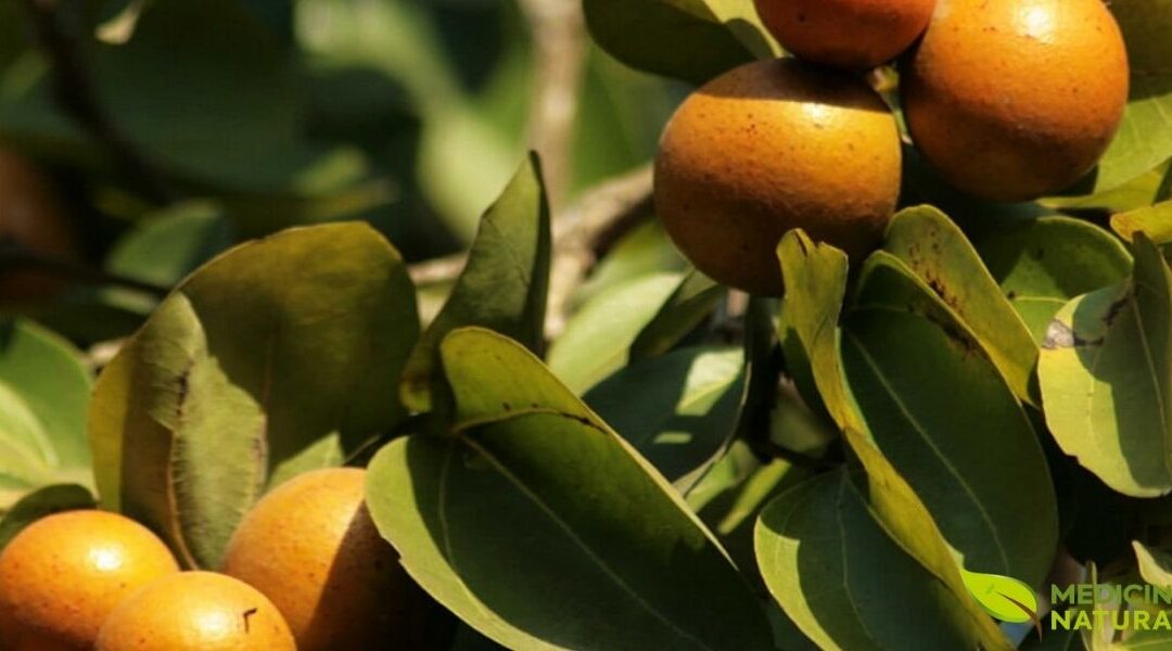 Ignatia Amara: Guia Completo do Remédio Homeopático