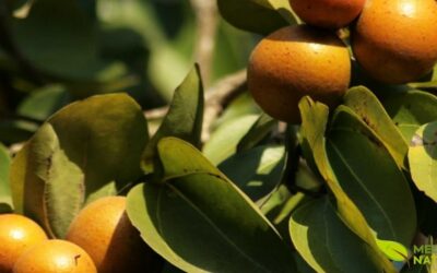 Ignatia Amara: Guia Completo do Remédio Homeopático