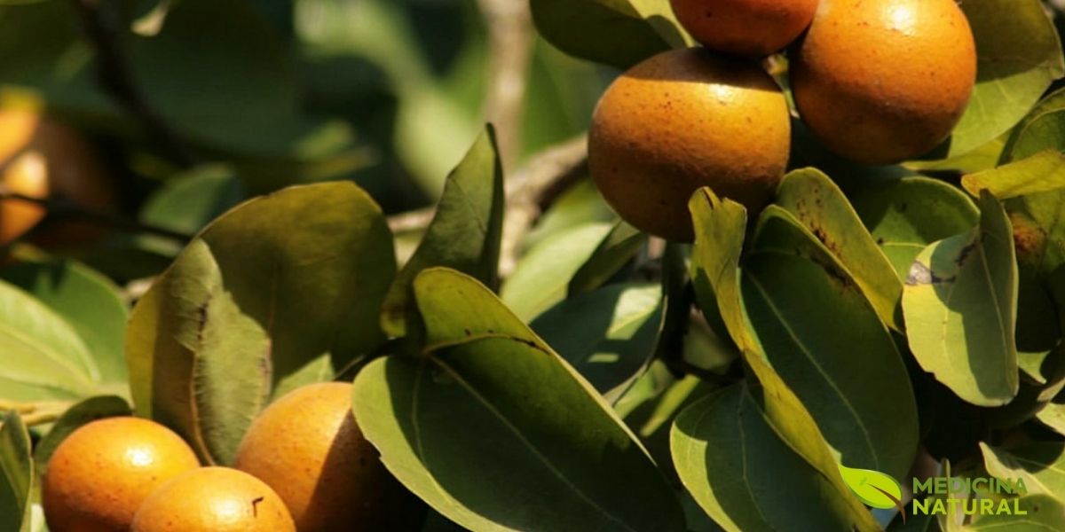 Frutos da Strychnos ignatii, a fonte da Ignatia amara, exibindo sua cor e forma características. Estes frutos contêm as sementes amargas que, após um processo de diluição e dinamização, se transformam em um poderoso remédio para o equilíbrio emocional.