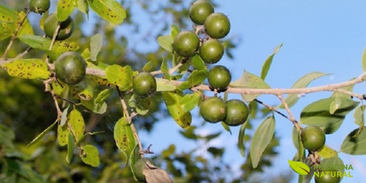 Um vislumbre dos ramos da Strychnos ignatii, onde os frutos verdes amadurecem sob o sol. A complexidade botânica desta planta reflete a profundidade de sua ação no tratamento de desordens nervosas e emocionais na homeopatia.