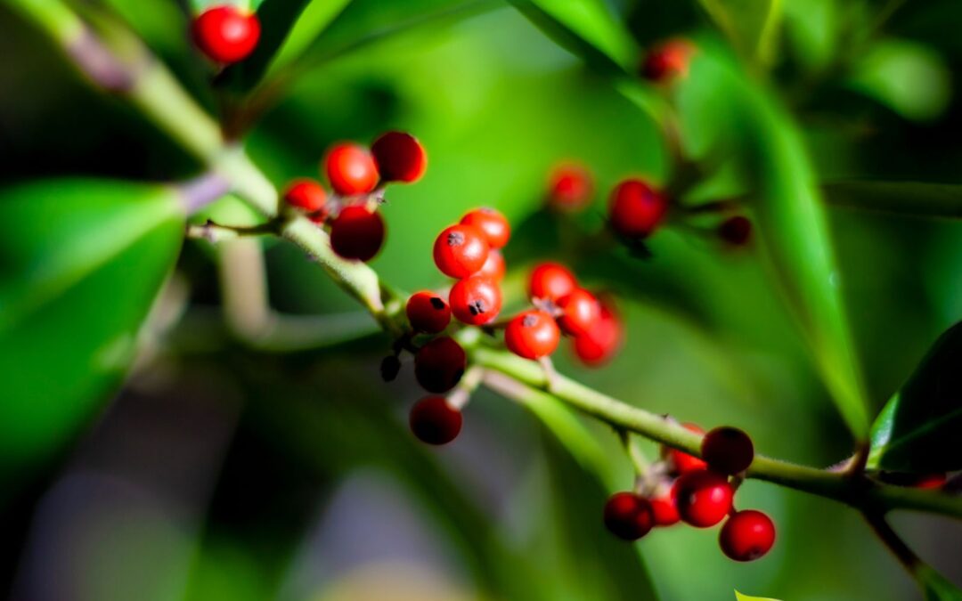 Ilex paraguariensis (CHÁ-MATE; CHIMARRÃO)