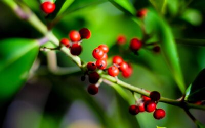 Ilex paraguariensis (CHÁ-MATE; CHIMARRÃO)