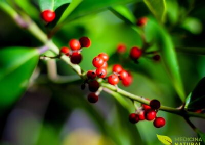 Ilex paraguariensis - ERVA-MATE