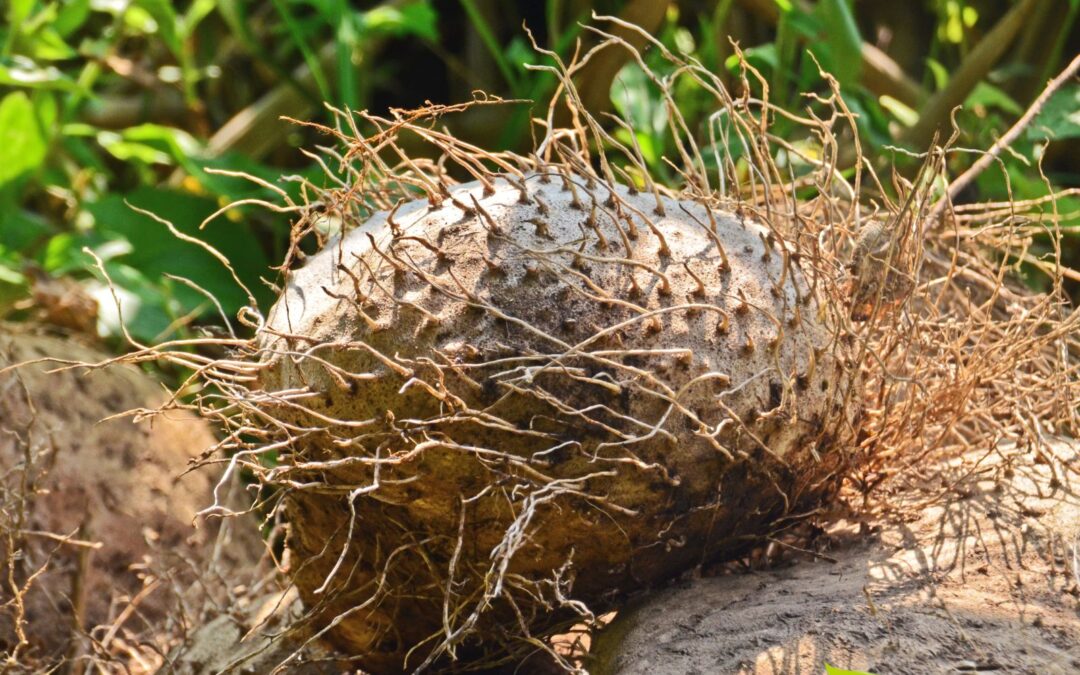 Dioscorea hispida – INHAME-AMARGO; BITTER YAM