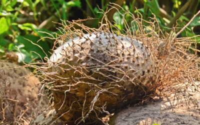 Dioscorea hispida – INHAME-AMARGO; BITTER YAM