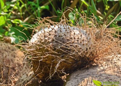 Dioscorea hispida - INHAME-AMARGO; BITTER YAM