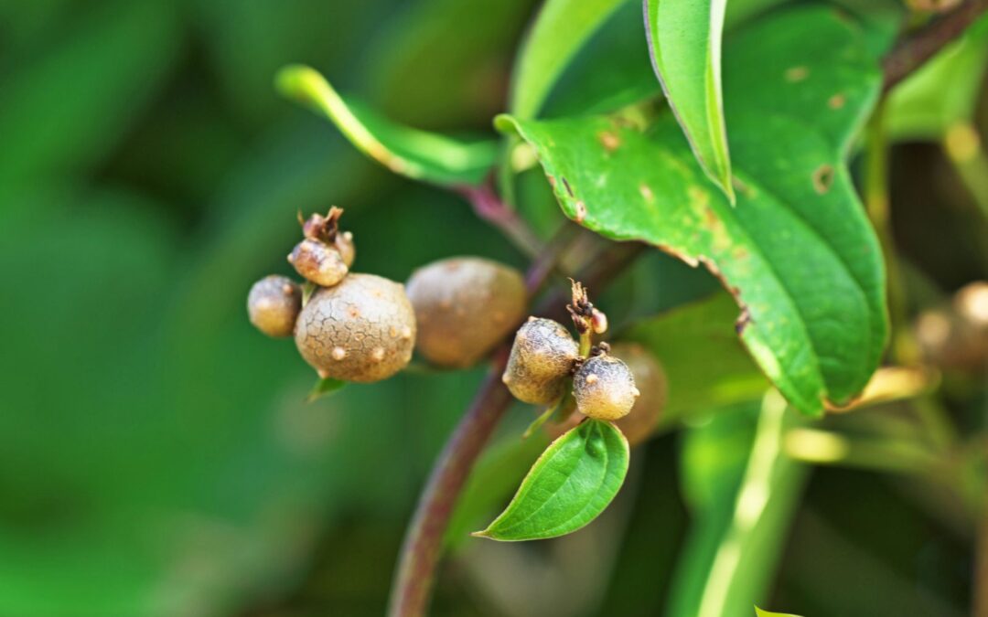 Dioscorea batatas – INHAME-CHINÊS; CINNAMON VINE
