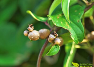 Dioscorea batatas - INHAME-CHINÊS; CINNAMON VINE