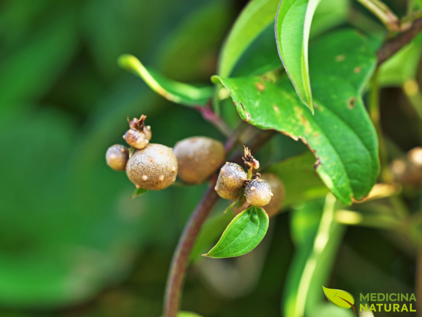 Dioscorea batatas - INHAME-CHINÊS; CINNAMON VINE
