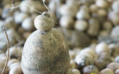 Dioscorea villosa – INHAME-SELVAGEM; WILD YAM