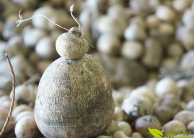 Dioscorea villosa - INHAME-SELVAGEM; WILD YAM
