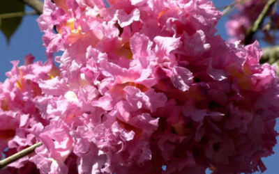 Ipê-roxo: saiba para que serve o chá