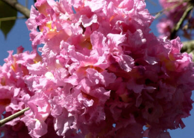 Ipê-roxo - Tabebuia avellanedae