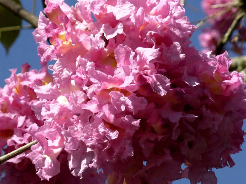 Ipê-roxo - Tabebuia avellanedae