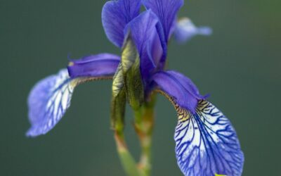 Iris versicolor (BLUE FLAG; ÍRIS-AZUL)