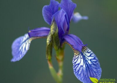 Iris versicolor - ÍRIS-AZUL