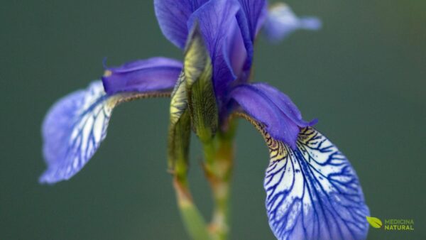 Lírio-roxo (Iris versicolor)