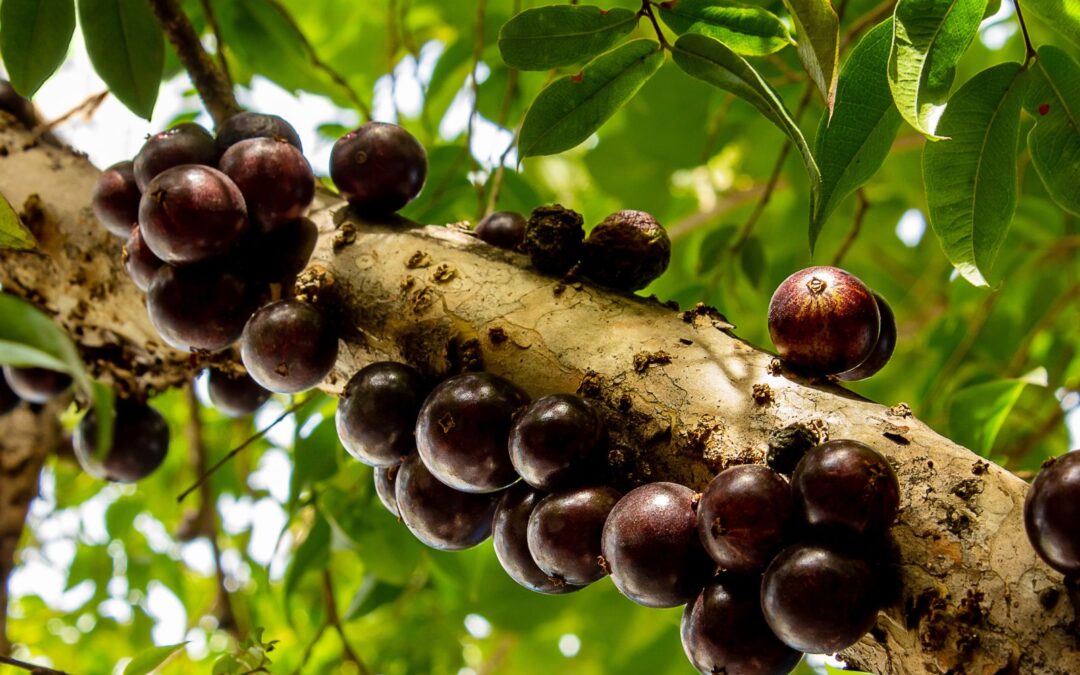 Plinia cauliflora (JABUTICABA, JABUTICABEIRA)