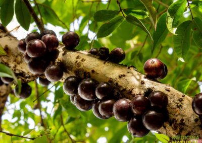 Plinia cauliflora - JABUTICABA; JABUTICABEIRA