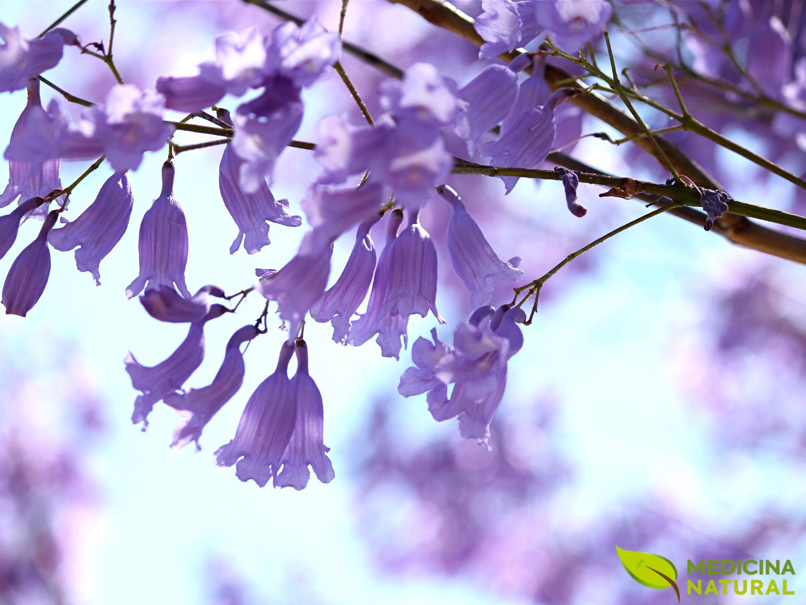 Jacaranda spp - CAROBA; CAROBINHA