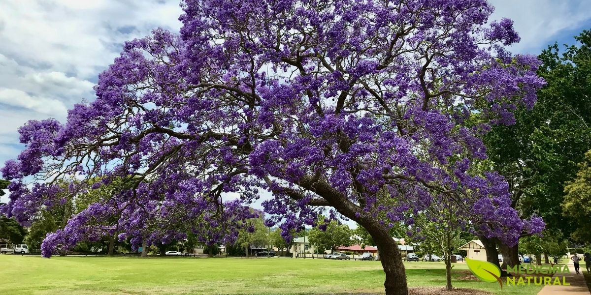 Árvore de carobinha - Jacaranda caroba