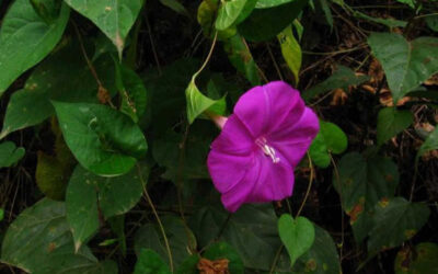 Jalapa: saiba para que serve e benefícios