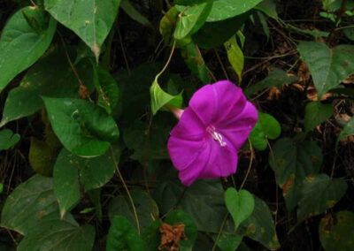 Jalapa - Ipomoea purga