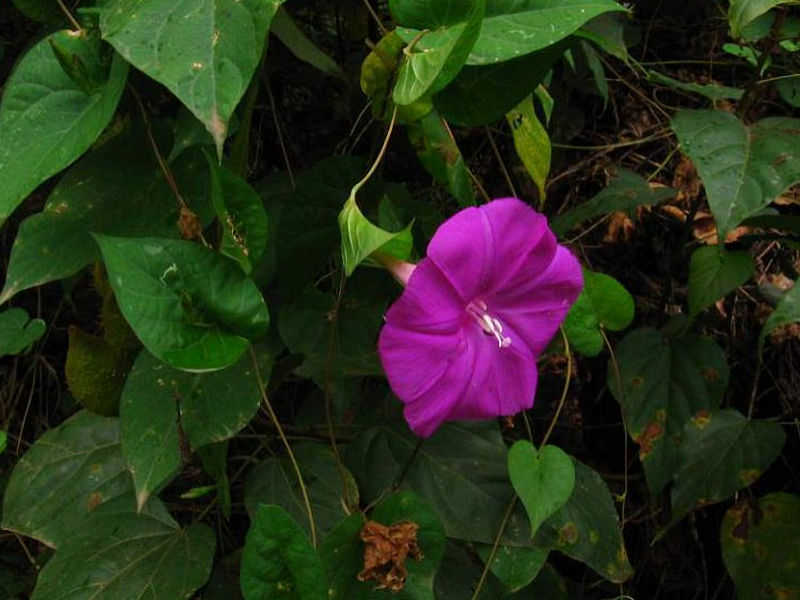 Jalapa - Ipomoea purga