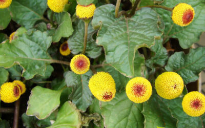 Jambu: saiba para que serve a planta