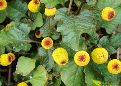 Jambu - Spilanthes oleracea