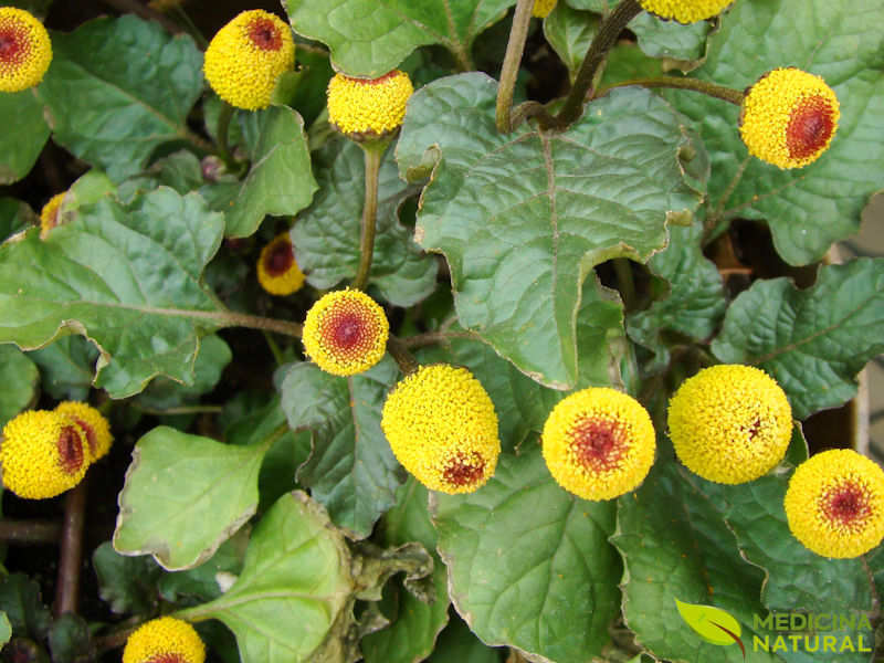 Jambu - Spilanthes oleracea