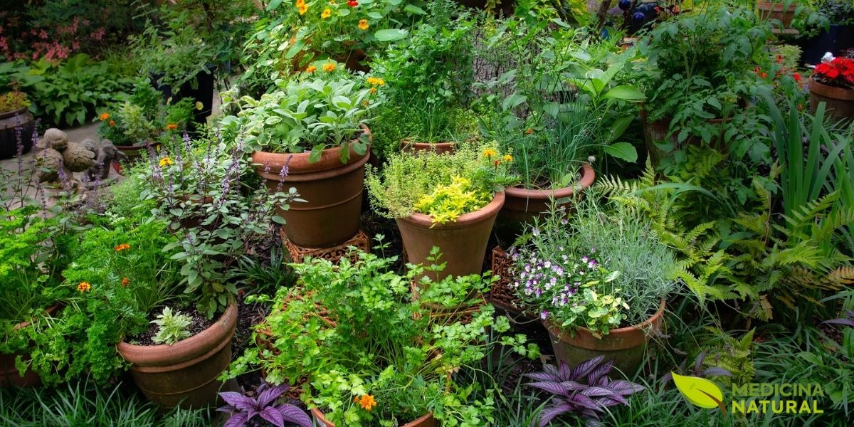 Jardim doméstico de plantas medicinais cultivadas em vasos. A folha-da-fortuna pode ser cultivada junto com outras plantas medicinais, formando uma farmácia viva em casa. Requer pouca manutenção e tolera bem períodos de seca devido às suas folhas suculentas.